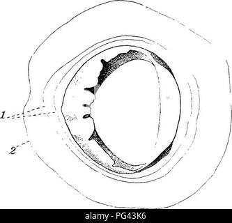 Une étude anatomique détaillée de Loligo pealii, le calmar commun, décrivant la structure de ses ventouses et de ses dents. L'étude met en évidence la substance semblable à la chitine dans les dents et l'anatomie de la ventouse, en mettant l'accent sur les cellules épithéliales et la structure de la surface externe de la ventouse. Banque D'Images