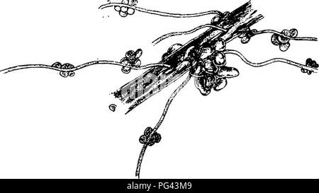 . Les maladies des cultures et leurs remèdes : un manuel de biologie économique pour les agriculteurs et les étudiants. Les maladies des plantes. 146 LES MALADIES DU CEOPS. Tscliirch, s'appliquant à l'excroissances sur les racines de Cucumis. {Tschirch Berichte der Deutschen Botanischen Gesellschaft, Heft 2,1887), en décrivant la racine-tuber- cles trouvés dans le Leguminosce, a déclaré qu'ils étaient très probablement des composés azotés pour entrepôts-ces composés étant ensuite utilisé jusqu'à la maturation de la graine. Sur la présentation de ces nodules, racines, etc., de ,^j^M.. Fig. 48.-Boot d'Chodmbek infesté par l'une des Ustilagmese. Banque D'Images