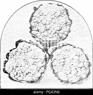 . Chou, Chou-fleur et des légumes : de la graine à la récolte . Jardinage légumes Chou-fleur ; ;. Le chou-fleur. 73 ful producteur de choux-fleurs sous verre, et a entièrement une demi-acre de croître à tout moment au cours de l'hiver. Auparavant, à la Californie, les expéditions de l'pendant la saison d'hiver, ce qui a quelque peu baissé le prix, c'était une récolte très rentable, car il pourrait être produit en. Fig. 9-Caidiflower Erfurt précoce. huit semaines par le semis de la graine, et vendu à portée de cinquante cents par tête. Toutes les plantes sont cultivées comme avant, et définir le moment environ quatre pouces de hauteur. B Banque D'Images