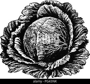 . Chou, Chou-fleur et des légumes : de la graine à la récolte . Jardinage légumes Chou-fleur ; ;. Le chou. 63 sa classe, ne compare pas du tout favorablement avec les American-cultivé sortes : Marvin's Savoy, tambour Savoie, la perfection, l'amélioration de la Savoie Savoie américain. Tous ces sont presque aiike, et tous les stocks de Long Island. - (Fig. 6.) Toutes les variétés cultivées dans notre pays ont tendance à se développer plus grand et plus tard que l'importation de sortes. De nombreux revendeurs ont précédé leur propre nom. Fig. 7-Rock Mammouth Rouge. pour les divers Savoie nommé ci-dessus, sans im- prouver ou nier fr Banque D'Images