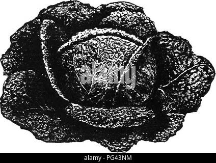 . Chou, Chou-fleur et des légumes : de la graine à la récolte . Jardinage légumes Chou-fleur ; ;. 62 choux. Une Savoie cultivés dans le jardin est une photo, sa riche couleur vert profond, montant net et finement les feuilles imbriquées régulièrement rendre la rose du jardin potager. Malgré sa structure délicate, et la tendresse lorsqu'il est cuit, il rivalise avec le kale dans hardi- ness et durera, dans le jardin ou sur le terrain, 15 ou même plus de degrés de gel, sans blessure apparente. Mais avec une légère couche de paille, ou des feuilles, qui sont plus pour une protection contre le soleil, que la. Fig Banque D'Images