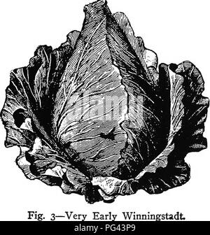 . Chou, Chou-fleur et des légumes : de la graine à la récolte . Jardinage légumes Chou-fleur ; ;. Le chou. 57 sont recommandés pour la culture du jardin, mais ne sont pas rentables pour le maraîcher : â€0^/âNext ; 3.Etampes à Wakefield, l'un des meilleurs début de sortes. Très tôt Express.âEarly, mais petites. Très tôt au marché de Paris.â^un type à mi-chemin entre l'être-je grand et petit coeur de boeuf variétés. Début de l'Ox coeur.âConical chefs, mais peu utilisé. ÂFor Winningstadt très tôt.Le jardin privé c'est l'un des meilleurs en culture, et, si. - Winningstadt plantées très tôt pour une succession, Banque D'Images