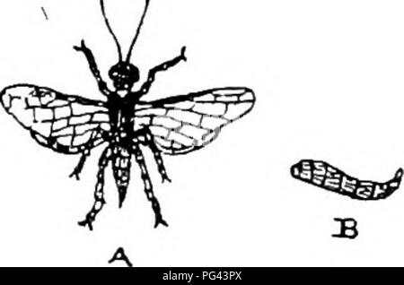 . Les maladies des cultures et leurs remèdes : un manuel de biologie économique pour les agriculteurs et les étudiants. Les maladies des plantes. Les maladies des cultures. dans les feuilles et les tiges des graminées. L'pnpae de cet insecte sont d'une couleur ocre. Chlorops a plusieurs ennemis appartenant à l'Insecta / Les plus importants sont les Ccelinius nigerâtwo Pteromalus micans et mouches qui pondent leurs oeufs dans le corps des asticots de Chlorops tmniopus. Les larves produites à partir de ces oeufs se nourrissent et vivent sur les larves de Chlorops, les réduisant à de simples peaux vides. Il a été estimé que cette mouche a causé une perte de 3 Banque D'Images