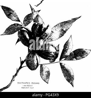 Ce travail traite de la culture rentable de diverses cultures fruitières, y compris les pacanes, figues, mangues, avocats, et des kumquats. Il fournit des informations sur les conditions de croissance, les besoins en soins et le potentiel de marché pour chaque culture, en soulignant les meilleures pratiques pour atteindre des rendements et une rentabilité satisfaisants dans la culture fruitière. Banque D'Images