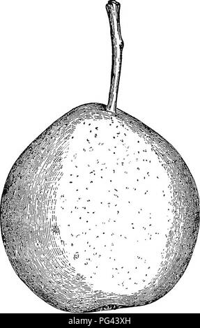 . Les fruits : jardinage complet contenant des orientations pratiques pour la sélection, la multiplication et la culture de toutes sortes de fruits . La culture de fruits. 164-FEtJIT. jardinage très fondante, juteuse, et très doux, avec un Kttle parfum ; il mûrit à partir du milieu de septembre à novembre. L'État de Washington. Un fruit originaire du New Jersey, de taille moyenne et de forme ovale ; la peau est jaune clair, couvert de petites taches brunes, avec une teinte de rouge ; la chair et de fusion de l'ex-. Des NoDDGS. cellente saveur. L'arbre porte bien, et est digne de la culture générale ; fruit mûrit en septembre. Doyenne, Doyen blanc Banque D'Images