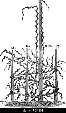 . Les fruits : jardinage complet contenant des orientations pratiques pour la sélection, la multiplication et la culture de toutes sortes de fruits . La culture de fruits. 08 FEUIT-GARDEinifG. 1785 quatre pieds de circonférence mesurée à proximité du sol ; et l'une des branches de la vigne de Hampton Court mesures un hun- dred et 14 pieds de longueur. Bois de vigne est d'une grande durabilité. OBSERVATIONS SUR LES VARIÉTÉS. Les variétés de raisin dans les pays où il est cultivé pour la presse, sont aussi nombreux que les vignes ; pour que ceux-ci,. La spirale de la formation du système de vignes. pour la plupart, diffèrent dans le sol, l'aspect, l'elevatio Banque D'Images