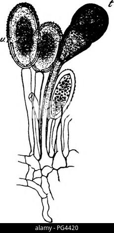 Ce travail explore la morphologie et la biologie comparées des champignons, des mycétozoaires et des bactéries. Il traite des différences structurelles et des mécanismes de reproduction de ces micro-organismes, contribuant ainsi à une compréhension plus large de la vie microbienne. Banque D'Images