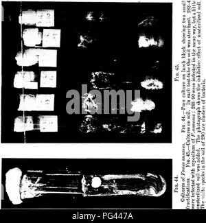 . Les maladies fongiques de la politique commune de mélèze . Mélèzes. . Veuillez noter que ces images sont extraites de la page numérisée des images qui peuvent avoir été retouchées numériquement pour plus de lisibilité - coloration et l'aspect de ces illustrations ne peut pas parfaitement ressembler à l'œuvre originale.. Hiley, W. E. Wilfrid (Edward). Oxford : Clarendon Press Banque D'Images