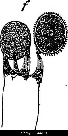 . La morphologie comparative et de la biologie des champignons, bactéries et mycetozoa . La morphologie des plantes ; Champignons ; myxomycètes ; bactériologie. Fig. 30. Corticium amorphum, Fr. Le développement de ces spores, les étapes successives d'être dans l'ordre des lettres. a une maturité presque baside avec cell-noyau. /" Baside avec deux spores mûres, deux autres ayant déjà déposés. Magn. 390 fois. et longuement, lorsque les spores sont presque à maturité, la délimitation de ceux-ci par les septa a lieu ; la baside a en ce moment étant donné la plus grande partie de son protoplasme, mais conserve une mince couche pariétale une Banque D'Images