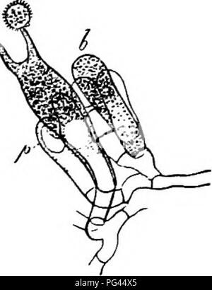 . La morphologie comparative et de la biologie des champignons, bactéries et mycetozoa . La morphologie des plantes ; Champignons ; myxomycètes ; bactériologie. Chapitre III -- les spores de champignons. Le acrogenous abjunction 63 du plus grand nombre de cellules multiplication simultanée ou successives est soit. Elle est simultanée lorsqu'un certain nombre de pousses font leur apparition en même temps à l'apex de la baside, croître avec la même rapidité, et l'expérience abjunction en même temps, soit à leur point d'insertion ou sous leur apex qui est charge de la manette (stérigmates). Le protoplasme de la baside est utilisé, jusqu'à la pr Banque D'Images