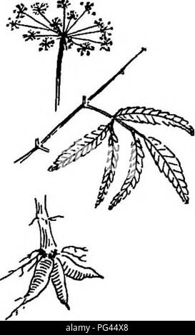 . L'histoire naturelle de la ferme ; un guide pour l'étude pratique de la sources de notre vivant dans la nature sauvage. L'histoire naturelle. 6o HISTOIRE DE LA FERME. Fig. 33. Le poison hem- lock : portions de grappes de fleurs, feuilles et racine. non comestible, et un peu comme la pruche de l'eau (Fig. 33) sont très poison- uo. Toutes les sortes cultivées, radis, betteraves, navets, carottes, panais, chicorée, etc., sont originaires de l'ancien monde. Le dernier nommé, où cultivé, est principalement utilisé pour faire un adultérant pour le café, et n'a pratiquement aucune valeur nutritive. American les tubercules sont beaucoup plus précieux. En effet, le plus précieux Banque D'Images