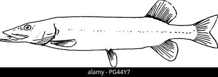 . L'histoire naturelle de la ferme ; un guide pour l'étude pratique de la sources de notre vivant dans la nature sauvage. L'histoire naturelle. Histoire de l'OP 48 FERME. Fig. 28. Le brochet. D'autres villes dans le cours d'eau sont limités à ces hauts-fonds et à l'abri de rochers ou de la végétation. Certains d'entre eux comme- le grand brochet (fig. 28) sont spécialisées pour se nourrir près de la surface : d'autres, comme le meunier noir (fig. 29), pour l'alimentation en bas, et le mcflith est tourné vers le haut ou vers le bas en conséquence. Les meilleurs d'entre eux sont carnivores et mangent d'autres poissons plus petits habituellement. Le crapet de roche semble préférer crawfishes comme nourriture. La plupart de Banque D'Images