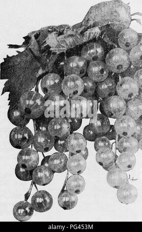 . Les fruits de l'Ontario. La culture de fruits. 1905 FRUITS DE L'ONTARIO. 233 raisins blancs. Blanc Blanc transparent ; Anvers). C'est estimé le plus beau de tous les groseilliers, lors de ses nombreux bons points sont pris en considération, à savoir, la qualité, la beauté et l'utilité. Pour le marché, sa couleur blanche est contre, mais pour le jardin d'accueil c'est l'un des meilleurs. Origine : Europe. Bush : modérément vigoureux ; hardy ; très productif.. Raisin blanc. Bouquet : un peu. Bebrt : skin blanc, transparent ; goût légèrement acide, rafraîchissante, plaisante. Qualité : le meilleur pour le dessert. Vaiue : première classe pour marke Banque D'Images