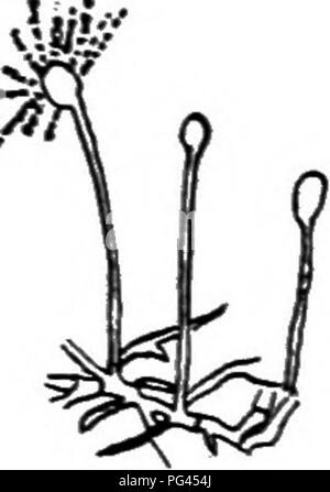 . Un texte-livre de mycologie et pathologie des plantes . Les maladies des plantes ; champignons dans l'agriculture ; maladies des plantes ; les champignons. . Veuillez noter que ces images sont extraites de la page numérisée des images qui peuvent avoir été retouchées numériquement pour plus de lisibilité - coloration et l'aspect de ces illustrations ne peut pas parfaitement ressembler à l'œuvre originale.. Harshberger, John W. (John William), 1869-1929. Philadelphia : P. Fils de Blakiston &AMP ; Co Banque D'Images