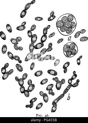 Ce manuel couvre la mycologie et la pathologie végétale, en se concentrant sur les champignons, leur rôle dans l'agriculture et leur interaction avec les cellules végétales. Il décrit le processus de fusion cellulaire pendant la fermentation et le bourgeonnement, mettant en évidence la croissance des granules nucléaires et la formation des vacuoles. Ce travail fournit un aperçu de la biologie et des applications pratiques des champignons dans des contextes agricoles. Banque D'Images