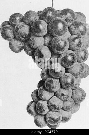 . Les fruits de l'Ontario. La culture de fruits. 1905 FRUITS DE L'ONTARIO. 203 DELAWARE. Universellement reconnue comme "statuer à la tête de tous les raisins de l'Amérique au point de qualité. Pour le jardin quelques vignes de cette variété sont indispensables, car c'est le plus excellent dessert de variétés. C'est aussi l'un des plus coté de raisin dans nos marchés, souvent ce qui porte plus que doubler le prix de la Concorde. Toutefois, c'est pas beaucoup cultivé dans nos vignobles commerciaux, car le feuillage est mal objet bo thrip et le rendement n'est que modérée. Sur les riches sols profonds, bien drainés, cependant, avec Banque D'Images