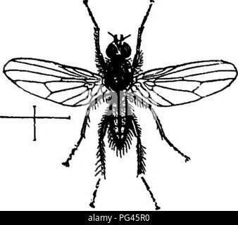 . Fungoid et insectes nuisibles de la ferme. Les ravageurs agricoles. . Veuillez noter que ces images sont extraites de la page numérisée des images qui peuvent avoir été retouchées numériquement pour plus de lisibilité - coloration et l'aspect de ces illustrations ne peut pas parfaitement ressembler à l'œuvre originale.. Petherbridge, Frederick Robert. Cambridge University Press : Banque D'Images