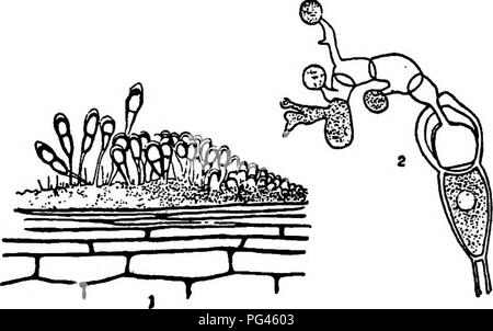 Ce texte identifie et décrit les champignons qui causent des maladies chez les plantes, y compris diverses espèces d'urédiniospores et leur impact sur les cultures comme le pissenlit et le cichorium. Il traite également des téliospores de divers champignons et de leurs effets sur la santé des plantes. Banque D'Images