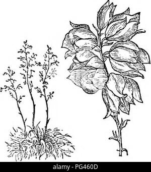 Cet ouvrage présente un guide concis des arbres et arbustes robustes de Grande-Bretagne, offrant des descriptions scientifiques et populaires. Il comprend des détails sur la propagation, la culture et les utilisations pratiques des plantes, complétés par des gravures de l'espèce. Le livre est une ressource précieuse pour comprendre la culture et l'entretien des arbres et des arbustes, en particulier dans l'horticulture et la foresterie britanniques. Banque D'Images