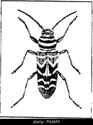 . Amis et ennemis de la ferme agricole : un texte-livre de science agricole . Les ravageurs agricoles ; les insectes utiles ; les insectes nuisibles. Apple à tête ronde-tree Borers Beetle et la nymphe. Veuillez noter que ces images sont extraites de la page numérisée des images qui peuvent avoir été retouchées numériquement pour plus de lisibilité - coloration et l'aspect de ces illustrations ne peut pas parfaitement ressembler à l'œuvre originale.. La lutte contre les mauvaises herbes, Clarence Moores, 1864-1947. Boston ; New York : D. C. Heath &AMP ; Co. Banque D'Images