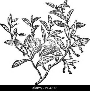 Ce travail est un abrégé de l'Arboretum et fruticetum britannicum, décrivant les arbres et arbustes robustes en Grande-Bretagne, leur propagation, leur culture et leurs utilisations. C'est un guide essentiel pour les botanistes et les horticulteurs. Banque D'Images