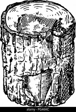 . Principes de la foresterie américaine . Les forêts et la foresterie. FiG. 53.-section de tronc de sun- ébouillanté le tilleul, montrant l'écorce morte et quantité de bois de-cayed. Le haut et les racines de l'arbre d'où cette sec- tion a été coupé étaient parfaitement sains au moment où le tronc s'est cassé à l'échaudure- soleil. Fig. 52.-tronc d'érable doux soleil mal-ébouillanté. cause les rayons du soleil frapper le tronc plus presque perpendiculaire. Branches cassées et de décadence. De grandes plaies sont parfois formé par la décomposition d'une succursale, ou de pourriture, ce qui peut avoir commencé dans une blessure faite par l'élagage. Dans ce cas, le brok Banque D'Images