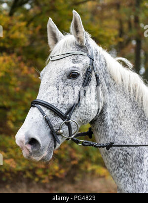 Close-up of Czech Warmblood Horse Banque D'Images