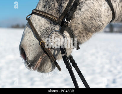 Close-up of Czech Warmblood Horse Banque D'Images