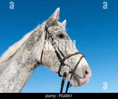 Close-up of Czech Warmblood Horse Banque D'Images