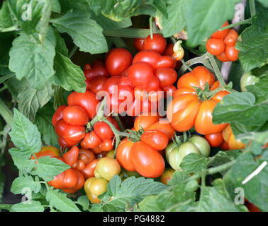 Reisetomate, tomate, Lycopersicon esculentum, Banque D'Images