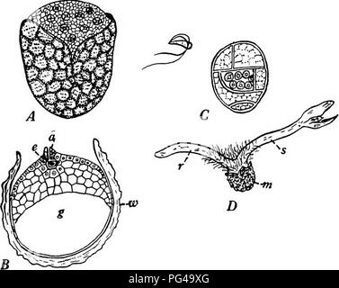 . La botanique pour les étudiants en agriculture . La botanique. GAMBTOPHYTES 443 le jeune sporophyte jusqu'à ce qu'il devienne autonome. Le gamétophyte femelle est donc constitué de plusieurs cellules à maturité et porte un numéro d'archégones sur la partie exposée par l'ouverture forcée dans la paroi des spores par l'expansion du jeu- tophyte. Pour fertiUzation précédent, le les gamétophytes mâles, chacun, toujours à l'exception d'une petite ouverture en forme de fente Hke, encastré dans le mur de la. Fig. 395. Les gamétophytes - et les jeunes sporophytes de Selaginella. Une mégaspore, une contenant un gamétophyte femelle avec la partie portant l'archégone e Banque D'Images