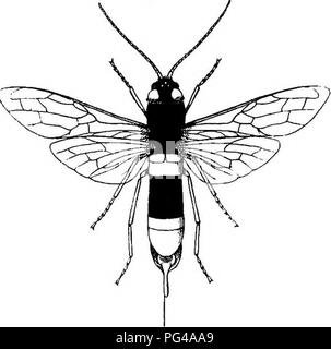 . Les insectes utiles et nuisibles ; une introduction à l'étude de l'entomologie économique. Les insectes ; les insectes utiles ; les insectes nuisibles. Le bois-WASP 9921. Le bois-WASP {Sirex) Le bois-wasp de sapins, bien que très commun dans le nord du pays continentaux, est seulement rencontré maintenant et puis en Angleterre. Un grand wasp-comme fly, un pouce et demi de long, qui fredonne, comme il vole, et est armé avec ce qui ressemble à un terrible aiguillon, est peut-être découvert dans certains chambre ou boutique, capturés par l'homme le plus audacieux au sujet, et envoyée à l'examen de naturalistes locaux. Une certaine déception suit sur son rapport que th Banque D'Images