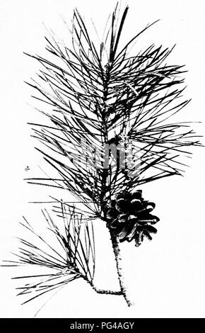 . Nos arbres et savoir les identifier : une étude de leurs habitudes populaires et leurs particularités . Les arbres. Pin Silvestre. Pin sylvestre, Pinus sylvestris. Je cônes' pour ^/^'.. Veuillez noter que ces images sont extraites de la page numérisée des images qui peuvent avoir été retouchées numériquement pour plus de lisibilité - coloration et l'aspect de ces illustrations ne peut pas parfaitement ressembler à l'œuvre originale.. Keeler, Harriet L. (Harriet Louise), 1846-1921. New York : C. Scribner's Sons Banque D'Images
