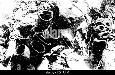 . Les champignons du Minnesota ... Botanique ; les champignons. U6 MINNESOTA CHAMPIGNONS. Le FLI,;ure 116. URXULA CRATERILM ; en forme de stout. 1-5 cm 4-8 cm. bv., noir, hairv. plus ou moins clairs, les spores : rainurées oblongues. 25 à 30 N,' 10-12/./., le nom fait référence à la forme de la tasse. ACETABULA Acetabula vulgaris c u p 2-5 cm. de large. 2-4 cm. de haut, dur brun foncé, brun plus pâle à l'extérieur et plus ou moins scalv scurfv ou rugueuse. bv les crêtes, en forme de coupe, un peu déchirée ou lobées, à la marge ; tige 1-2 cm. de hauteur et d'épaisseur, brun pâle, côtelée sur la longueur.. Veuillez noter que ces images sont extraites des images de la page numérisée Banque D'Images