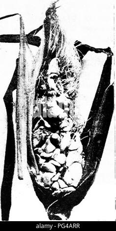 Cette illustration met en évidence les maladies du charbon qui touchent divers grains, comme le maïs, le blé et l'avoine. La présentation montre comment les smuts, y compris le charbon lâche et puant, infectent les cultures par le biais de spores transmises par le sol et par l'air. Banque D'Images