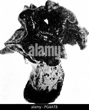 Cette page de *champignons du Minnesota* fournit une description détaillée des champignons de selle (*Leotia lubrica*), une espèce gélatineuse trouvée dans les bois du Minnesota. La coloration jaune à verdâtre distincte du champignon et ses caractéristiques, y compris son chapeau lisse et ondulé et sa tige creuse, sont décrites à des fins d'identification. Banque D'Images