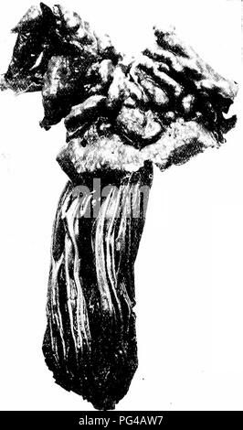 Ce travail botanique détaille les caractéristiques des champignons de selle, y compris leur forme de chapeau, leur couleur et la tige élastique unique. Des descriptions de diverses espèces de champignons comme Helvella elastica et de leurs rôles écologiques dans les environnements forestiers sont données, en notant leur nature comestible et leur aspect commun dans les grappes sur le plancher forestier. Banque D'Images