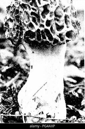 . Les champignons du Minnesota ... Botanique ; les champignons. Champignons selle clé pour les espèces de base cap united avec une tige. Ridges aigu à l'edge b. Ridges à base obtuse edge de pac ne united avec tige 137 M. crassipcs csculcnta Iiybrida M. M. Morchella crassipes Broadstem Morel Cap 4-10 cm. de hauteur, 3-6 cm. de large à la base, à tan tan-Brown, de puits profond, les côtes irrégulières et ondulées, ^Yith un chant aigu, plus ou moins ; tige conique 3-12 cm, par 2 à 6 cm, blanc ou blanchâtre, plus ou moins rugueuse et froncés, claire ; spores creux, elliptiques, lisses, 20-22 X 10-1/2 x. Le nom fait référence à l'ensemble de la tige. Sur le terrain dans woo Banque D'Images