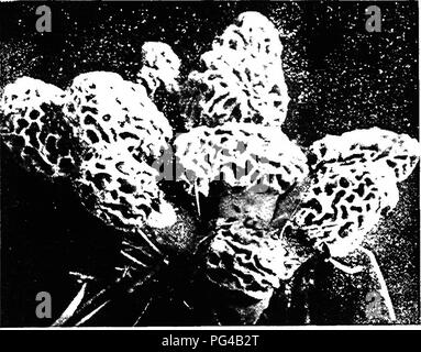 . La botanique pour les étudiants en agriculture . La botanique. Comestible COMMUN MOREL (MORCHELLA ESCULANTA) 365 La politique Edible Morel (Morchella esculenta). - La politique commune de Morel est comestibles trouvés au printemps, généralement en mai et début juin. Il est assez généralement recueillis et utilisés pour l'alimentation. Il est souvent appelé un champignon, bien qu'il n'est pas le champignon cultivé. Les morilles sont habituellement trouvés dans les bois entre les feuilles et sur les anciens journaux et les souches. Souvent, ils poussent en groupes comme la figure 315 montre. Le top froissé et les hyphes se composent de tiges ainsi amassé ensemble comme pour former un tout. Fig. 315. -Un cluste Banque D'Images
