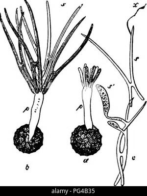Ce travail explore les aspects comparatifs des champignons, des mycétozoaires et des bactéries, en se concentrant sur leurs caractéristiques biologiques, leurs mécanismes de reproduction et leurs structures cellulaires. Il se penche sur la structure des spores et les processus de germination, avec une attention particulière aux espèces comme Urocystis et leurs réponses environnementales. Banque D'Images