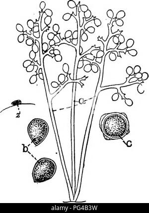 . La botanique pour les étudiants en agriculture . La botanique. La brûlure de la pomme de terre (Phytophthora infestans) 357 dispersés comme les spores. Lorsque les conidies germent, au lieu de produire des hyphes ils produisent des zoospores, qui, après avoir nagé quelques minutes, perdent leurs cils et commencent à produire de nouvelles hyphes. Si avantageusement situé, la nouvelle entrée d'hyphes trouver une feuille à travers ses stomates et commencer la maladie à nouveau. Les ovogonies anthéridies et ressemblent à ceux de Saprolegnia, mais sont produits sur les hyphes court dans les tissus de l'hôte. L'oospore a une paroi solide et n'est pas libérée tant que les tissus de la Banque D'Images