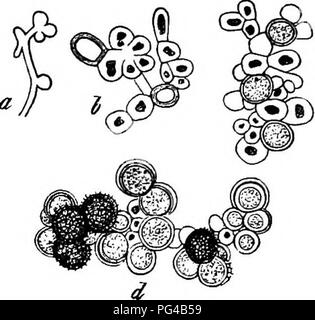 Cette étude explore la morphologie et la biologie comparées des champignons, des mycétozoaires et des bactéries. Il comprend des descriptions détaillées et des images microscopiques, comme les espèces Entyloma Caleiidtilae et Entyloma Ungeriaftunt. Le texte fournit un examen plus approfondi de leur structure mycélienne, de leurs spores au repos et de leur conjugaison, contribuant ainsi à une compréhension plus approfondie des formes de vie microbiennes et de leurs processus de reproduction. Banque D'Images