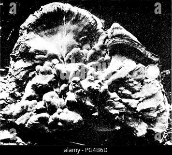 . Les champignons du Minnesota ... Botanique ; les champignons. Champignons interstitielle 99 POLYSTICTUS étroitement liée à p o 1 l a p o r u s, si étroitement au fait qu'il est impossible de tracer une ligne nette entre eux. 'Phe cap est généralement plus mince et plus cartonneux, et les pores se développer à partir de l'arrière jusqu'à la périphérie. La Phe est habituellement la durée de comme, et si difficile d'être sans valeur comme nourriture. 'Phe nom fait référence aux nombreux pores. Clé des espèces Cap Blanc, Cap zoneless zones concentriques distincts avec un. La couleur de nombreux b. Cap blanc ou blanchâtre P. pcrgaincuiis P. versicolor J'. II limon ir IIS. Veuillez noter que ces images sont extraites Banque D'Images