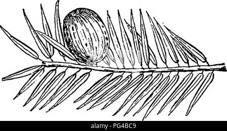 Ce guide forestier fournit des informations complètes sur la plantation, l'entretien et la gestion à long terme des arbres forestiers aux États-Unis. Il couvre à la fois la foresterie ornementale et axée sur le profit, en mettant l'accent sur des espèces comme le Ginkgo et le Torreyas. Le guide vise à aider à créer des forêts durables et bénéfiques. Banque D'Images