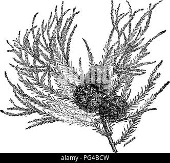 . Les éléments de la foresterie : conçu pour permettre l'information concernant la plantation et entretien des arbres forestiers pour l'ornement ou de profit et de donner des suggestions sur la création et l'entretien des propriétés forestières en vue d'obtenir le plus grand avantage pour le plus long temps, particulièrement adaptée à la demande et les conditions de l'Organisation des États. Les forêts et la foresterie. 310 Le cyprès chauve, etc. et il a un cœur rouge-bois comme le cèdre rouge, bat est trop petite pour toute utilisation. Le chauve-cypeess, Red-bois, et des alliés de la famille. 1273. Ils sont inclus dans la tribu, Taxodieae, et sont distin- guished par l'arrangemen Banque D'Images