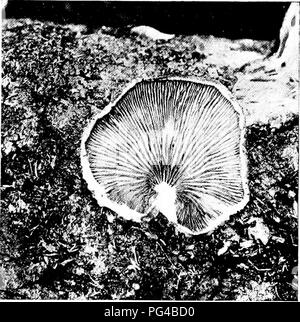 . Les champignons du Minnesota ... Botanique ; les champignons. Champignons 59 CLArnoi GILL'u.s distingue le ahiiost bv absence complète de la tige et le sjjores rose. La dernière fonctionnalité sépare de Pleurotus. L'espèce pousse sur le bois, généralement avec les branchies tourné vers le haut. Pour la plupart, elles sont petites et rares, et de peu de valeur. Le nom signifie "pied boiteux", se référant à la tige courte ou absente. Clé des espèces 1. Les branchies et le jaune ou jaunâtre C. nidiilaiis 2. Les branchies ; blanc ou rose de rouille C. Viiriahilis Claiidopus nidulans Nest Cap Cap 2-8 cm. de large, convertis, en steml Banque D'Images