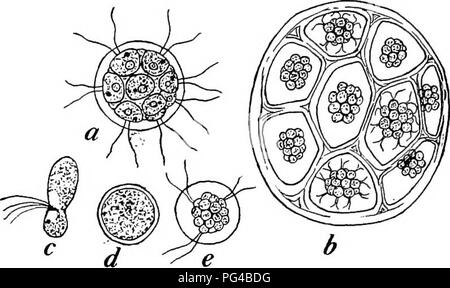 Ce manuel de botanique couvre les concepts essentiels de biologie végétale, y compris le cycle de vie des colonies comme Volvox. Il décrit comment de nouvelles colonies se forment à travers des cellules ressemblant à des zoospores, qui finissent par se développer en colonies adultes complètes. Banque D'Images