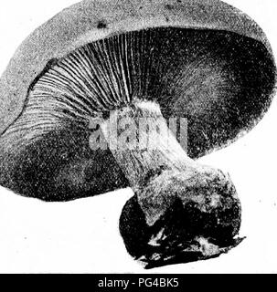 Cette étude botanique se concentre sur l'espèce de champignon Tricholoma terreum, également connu sous le nom de Cap Terre, et décrit les caractéristiques du champignon, y compris son chapeau gris-brun, sa tige courte et ses branchies, et son habitat dans les forêts, en particulier sous les épinettes et les sapins. Banque D'Images