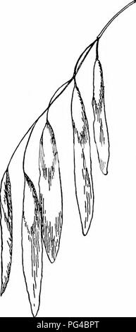 Ce guide fournit une étude populaire sur les arbres indigènes, offrant des descriptions détaillées de leurs habitudes et de leurs caractéristiques. Il constitue une ressource essentielle pour l'identification des arbres et la compréhension de leurs rôles écologiques. Le livre se concentre sur les espèces communes en Amérique du Nord et leurs caractéristiques distinctives. Banque D'Images