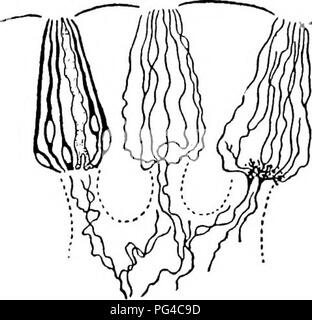 . L'odorat, le goût, et des sens chez les vertébrés . Sens et de sensation ; vertébrés. 124 L'odorat, le goût, les sens. Dans les poissons les nerfs principalement concernés sont le nerf vague, le visage et le glossopharyngien. Les papilles de la région des branchies sont fournis par le nerf vague et le glosso-pharyngien. Ceux qui sont dans la bouche bon ou sont à l'extérieur de l'organisme sont innervés par le nerf facial. Par conséquent dans le poisson-chat (voir Fig. 28), dans lequel l'ensemble de la peau extérieure est fournie avec les papilles, ce nerf est énormément développé et envoie des grosses branches pour les barbillons et un exte Banque D'Images